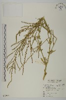 藏品(變葉藜)的圖片