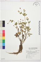 藏品(水辣菜、禺毛茛)的圖片