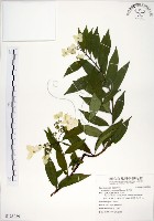 藏品(華八仙)的圖片