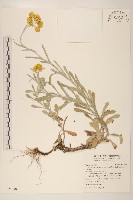 藏品(鼠麴草)的圖片