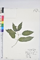 藏品(山靛)的圖片