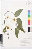 藏品(亨利氏鐵線蓮)的圖片