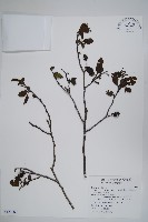 藏品(臺灣赤楊、臺灣榿木)的圖片