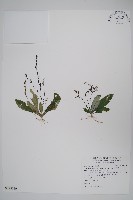 藏品(哈哼花)的圖片