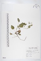 藏品(臺灣假山葵)的圖片