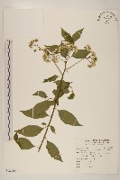 藏品(小舌菊、蔓綿菜)的圖片