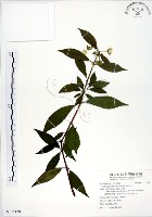 藏品(華八仙)的圖片