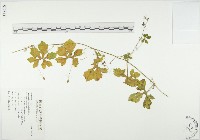 藏品(苦瓜)的圖片