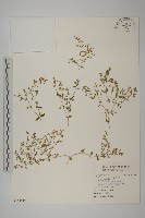 藏品(鵝兒腸)的圖片