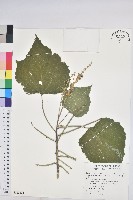 藏品(蟲屎)的圖片