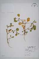 藏品(假海馬齒)的圖片