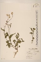 藏品(紫背草)的圖片