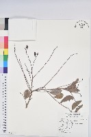 藏品(細葉饅頭果)的圖片