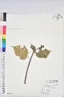 藏品(血桐)的圖片