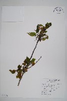 藏品(恆春厚殼樹)的圖片