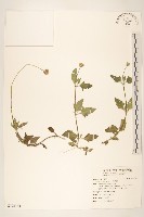 藏品(長柄菊)的圖片