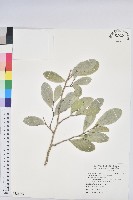 藏品(白樹仔)的圖片