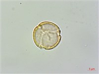 藏品(木防己)的圖片