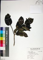 藏品(臭娘子)的圖片