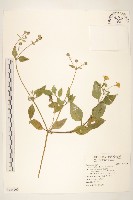 藏品(雙花蟛蜞菊)的圖片