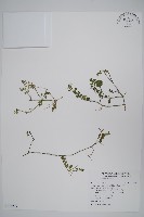 藏品(蘆利草、匐蘆利草)的圖片