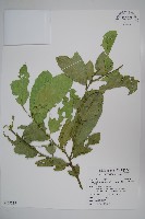 藏品(小刺山柑)的圖片