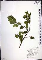 藏品(烏柑仔)的圖片