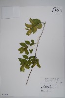 藏品(武靴藤)的圖片