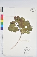 藏品(烏臼)的圖片