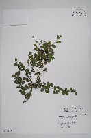 藏品(滿福木)的圖片