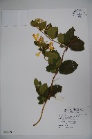 藏品(忍冬、金銀花)的圖片