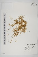藏品(平原菟絲子)的圖片