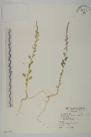 藏品(變葉藜)的圖片