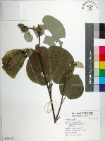 藏品(黃槿)的圖片