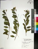 藏品(苦林盤)的圖片