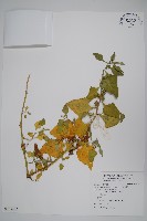 藏品(番杏)的圖片