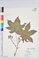 藏品(蓖麻)的圖片