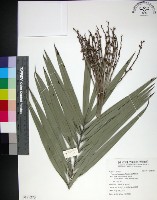 藏品(台灣海棗)的圖片