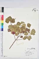 藏品(烏臼)的圖片