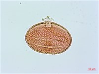 藏品(小葉捕魚木)的圖片