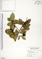 藏品(榕樹)的圖片