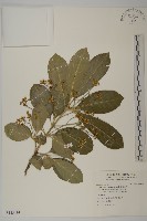 藏品(厚葉衛矛, 源一木)的圖片