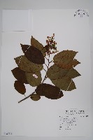 藏品(厚殼樹)的圖片