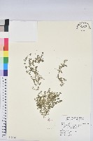 藏品(匐根大戟)的圖片