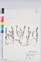 藏品(田代氏大戟)的圖片