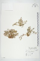 藏品(假吐金菊)的圖片