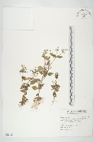 藏品(粗毛小米菊)的圖片