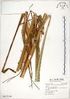 藏品(五節芒)的圖片