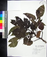 藏品(菲律賓火筒樹)的圖片