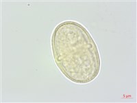 藏品(濱當歸)的圖片